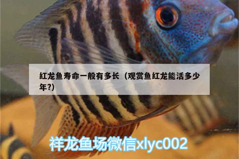 紅龍魚(yú)壽命一般有多長(zhǎng)（觀賞魚(yú)紅龍能活多少年?）