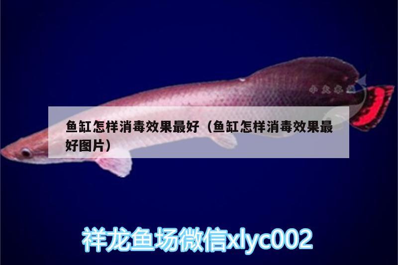 魚缸怎樣消毒效果最好（魚缸怎樣消毒效果最好圖片）