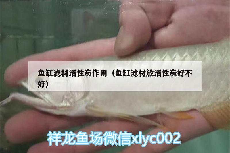 魚缸濾材活性炭作用（魚缸濾材放活性炭好不好） 月光鴨嘴魚