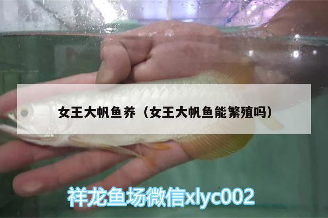 女王大帆魚(yú)養(yǎng)（女王大帆魚(yú)能繁殖嗎）