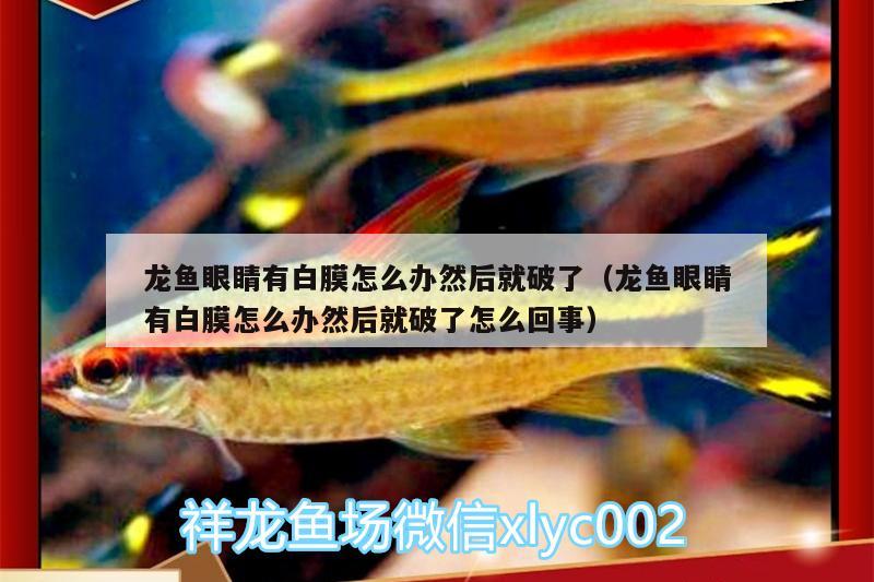 龍魚眼睛有白膜怎么辦然后就破了（龍魚眼睛有白膜怎么辦然后就破了怎么回事） 羅漢魚批發(fā)