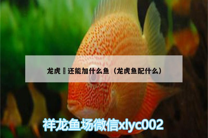 龍虎魟還能加什么魚（龍虎魚配什么）