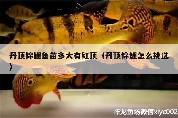 丹頂錦鯉魚苗多大有紅頂（丹頂錦鯉怎么挑選）