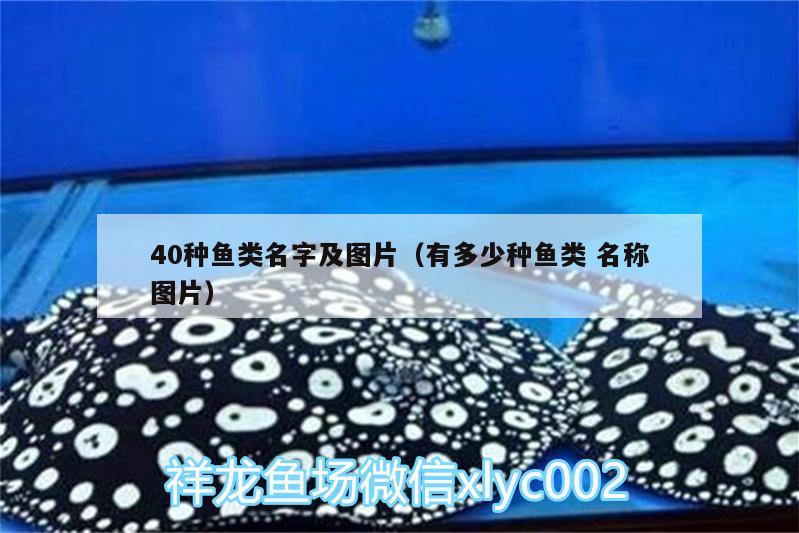 40種魚類名字及圖片（有多少種魚類名稱圖片） 細線銀版魚