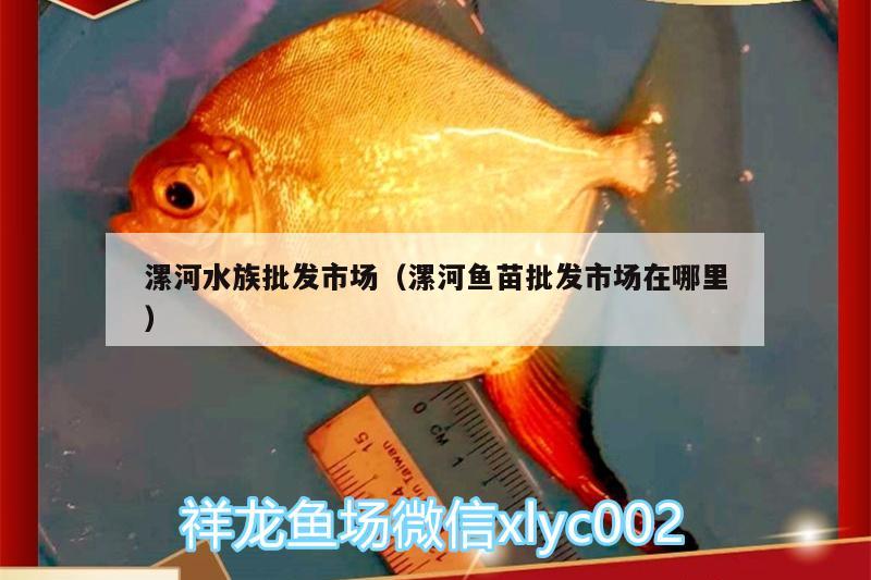 漯河水族批發(fā)市場（漯河魚苗批發(fā)市場在哪里）