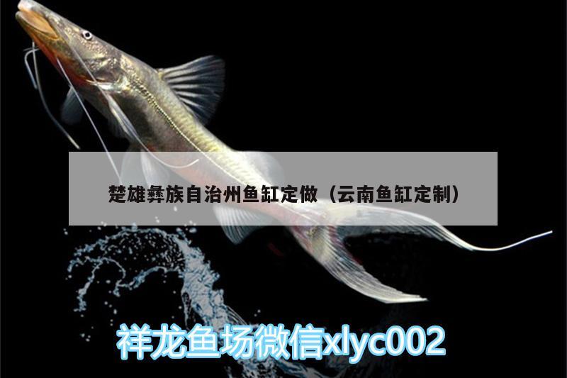 楚雄彝族自治州魚缸定做（云南魚缸定制） 黃吉金龍（白子金龍魚）