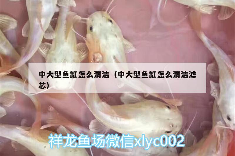 中大型魚缸怎么清潔（中大型魚缸怎么清潔濾芯）