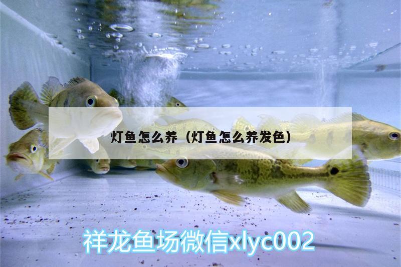 燈魚怎么養(yǎng)（燈魚怎么養(yǎng)發(fā)色）