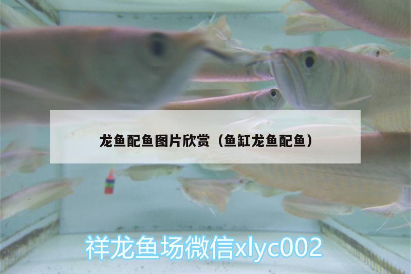 龍魚配魚圖片欣賞（魚缸龍魚配魚） 觀賞魚企業(yè)目錄