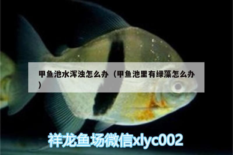 甲魚(yú)池水渾濁怎么辦（甲魚(yú)池里有綠藻怎么辦） 龍魚(yú)專用燈 第2張