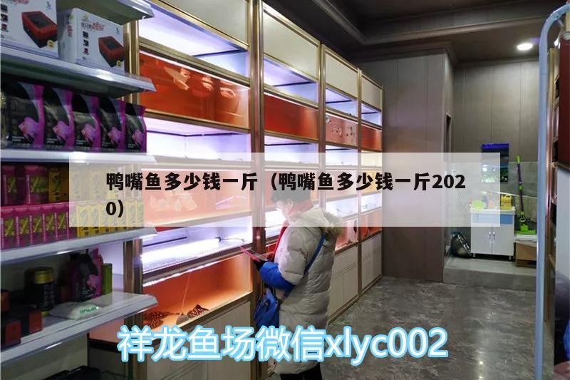 鴨嘴魚多少錢一斤（鴨嘴魚多少錢一斤2020） 魚缸/水族箱