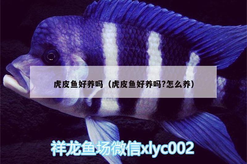 虎皮魚好養(yǎng)嗎（虎皮魚好養(yǎng)嗎?怎么養(yǎng)） 朱巴利魚苗