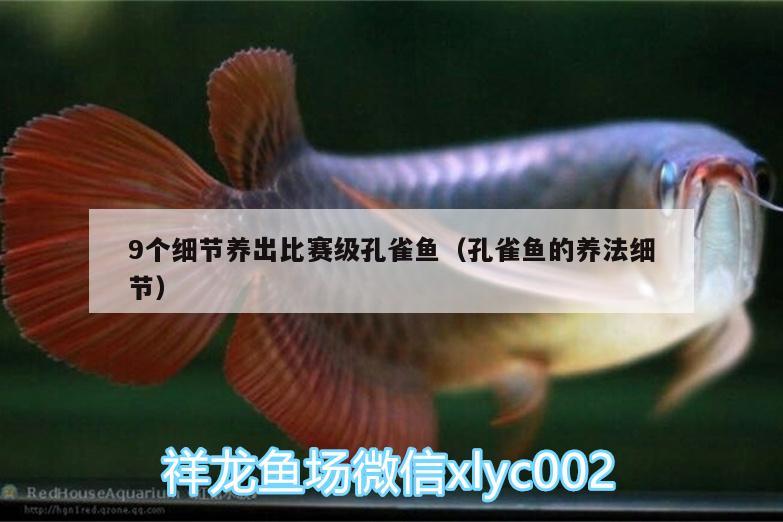 9個細(xì)節(jié)養(yǎng)出比賽級孔雀魚（孔雀魚的養(yǎng)法細(xì)節(jié)）