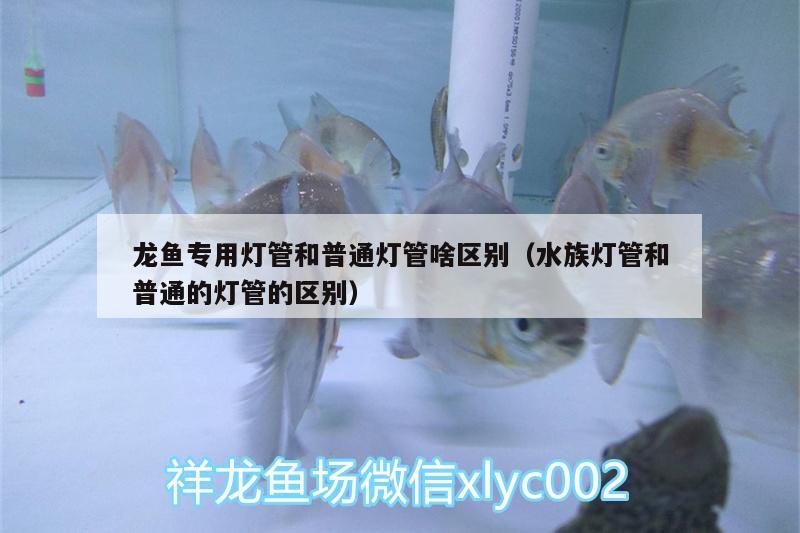 龍魚專用燈管和普通燈管啥區(qū)別（水族燈管和普通的燈管的區(qū)別）