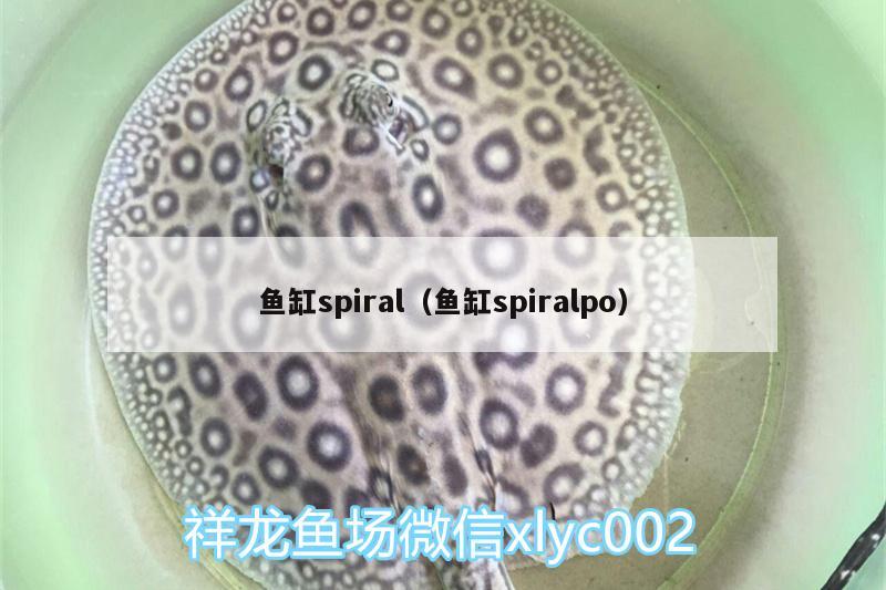 魚缸spiral（魚缸spiralpo） 觀賞魚飼料