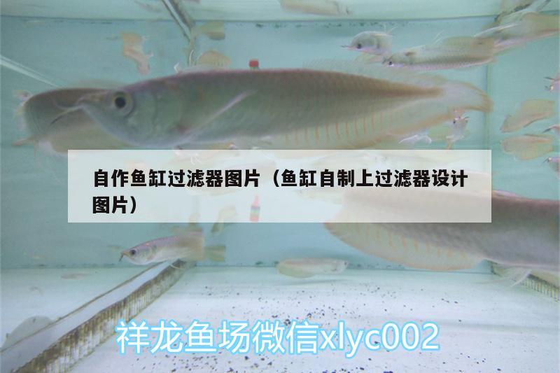 自作魚缸過濾器圖片（魚缸自制上過濾器設計圖片） 紅白錦鯉魚