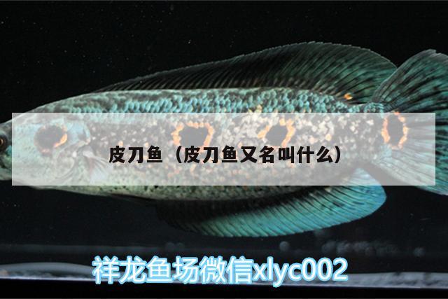 皮刀魚(yú)（皮刀魚(yú)又名叫什么） 龍鳳鯉魚(yú)