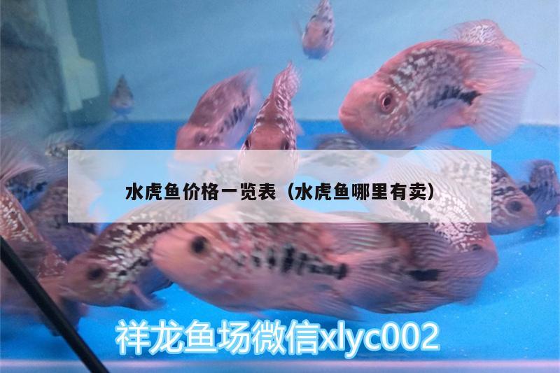 水虎魚價格一覽表（水虎魚哪里有賣） 食人魚（水虎）