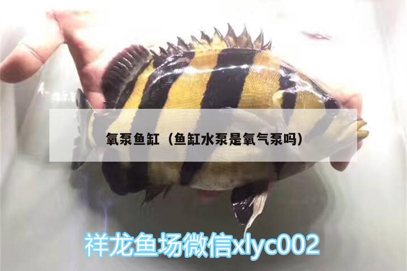 氧泵魚缸（魚缸水泵是氧氣泵嗎）