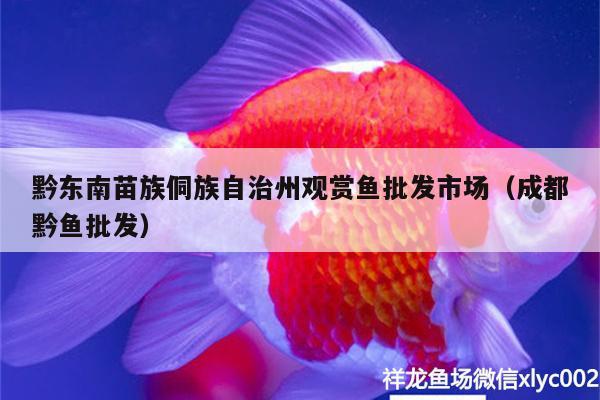 黔東南苗族侗族自治州觀賞魚批發(fā)市場（成都黔魚批發(fā)）