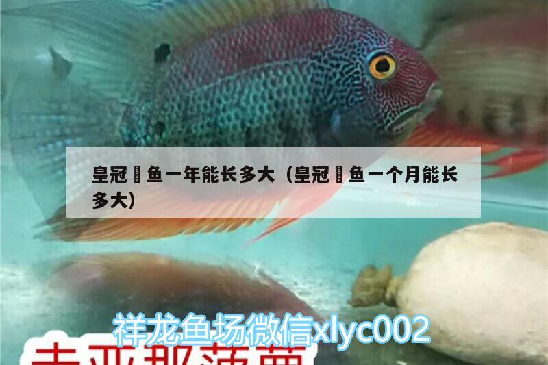 皇冠魟魚一年能長多大（皇冠魟魚一個月能長多大） 泰龐海蓮魚