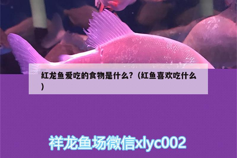 紅龍魚愛吃的食物是什么?（紅魚喜歡吃什么）