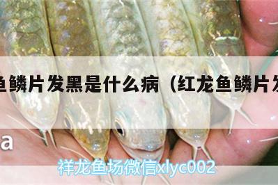 紅龍魚鱗片發(fā)黑是什么?。t龍魚鱗片發(fā)黑怎么辦） 黃吉金龍（白子金龍魚）