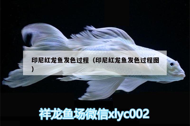 印尼紅龍魚(yú)發(fā)色過(guò)程（印尼紅龍魚(yú)發(fā)色過(guò)程圖）