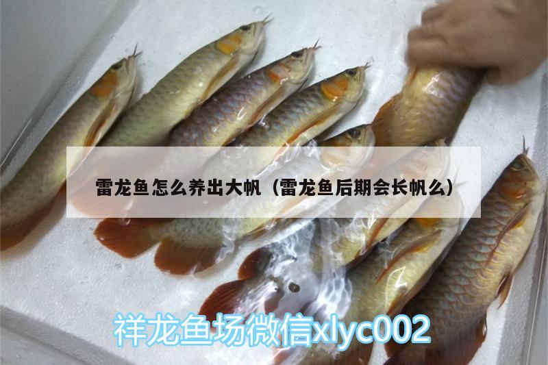 雷龍魚怎么養(yǎng)出大帆（雷龍魚后期會長帆么） 黑帝王魟魚