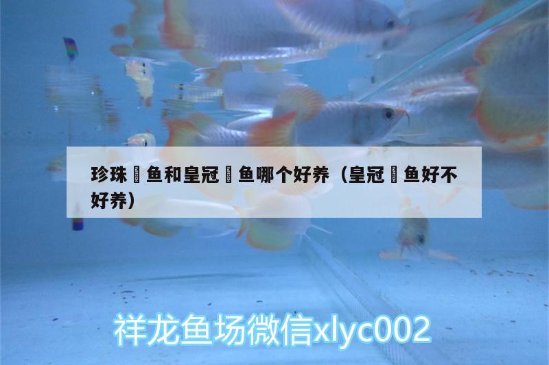 珍珠魟魚和皇冠魟魚哪個好養(yǎng)（皇冠魟魚好不好養(yǎng)） 白子銀龍魚苗