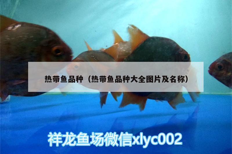 熱帶魚(yú)品種（熱帶魚(yú)品種大全圖片及名稱(chēng)） 過(guò)背金龍魚(yú)