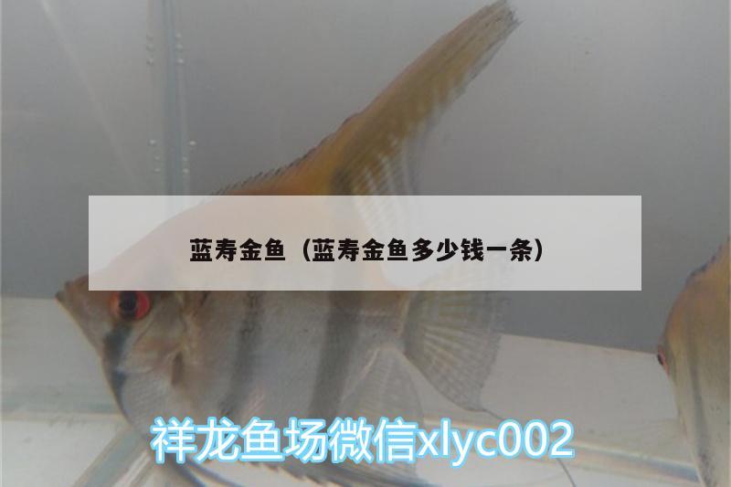 藍壽金魚（藍壽金魚多少錢一條） 野彩魚