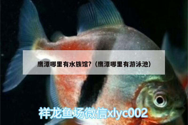 鷹潭哪里有水族館?（鷹潭哪里有游泳池） 喂食器