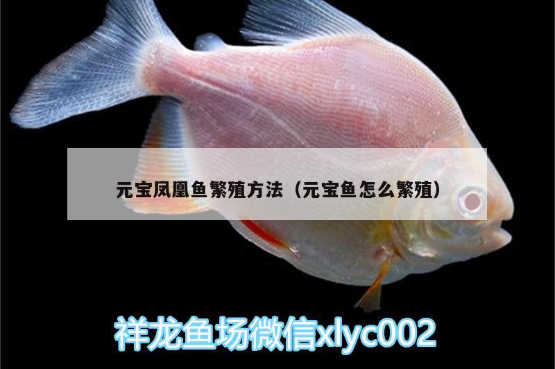 元寶鳳凰魚繁殖方法（元寶魚怎么繁殖） 元寶鳳凰魚百科 第2張