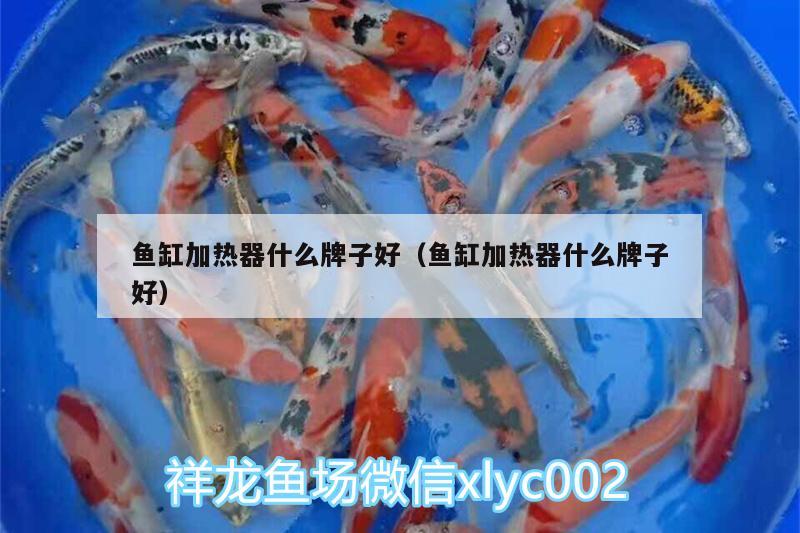 魚缸加熱器什么牌子好（魚缸加熱器什么牌子好） 觀賞蝦蟹等飼料