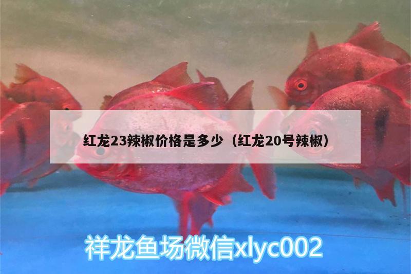 紅龍23辣椒價(jià)格是多少（紅龍20號辣椒） 金老虎魚