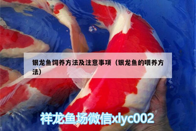 銀龍魚飼養(yǎng)方法及注意事項(xiàng)（銀龍魚的喂養(yǎng)方法） 銀龍魚