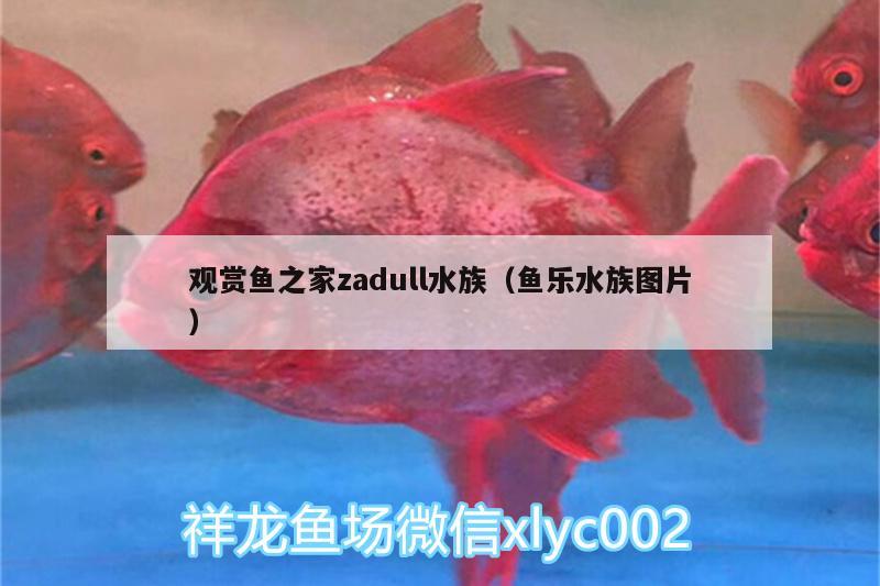 觀賞魚之家zadull水族（魚樂水族圖片）