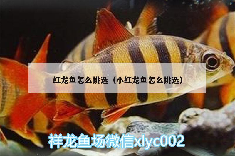 紅龍魚怎么挑選（小紅龍魚怎么挑選） 祥龍水族濾材/器材