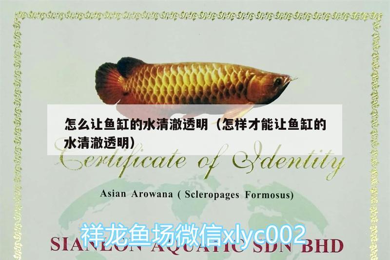 怎么讓魚缸的水清澈透明（怎樣才能讓魚缸的水清澈透明）