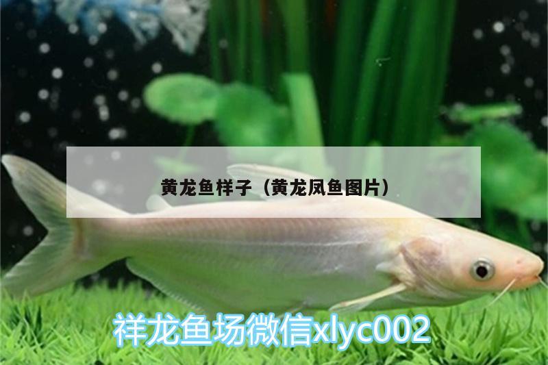 黃龍魚(yú)樣子（黃龍鳳魚(yú)圖片） 元寶鳳凰魚(yú)