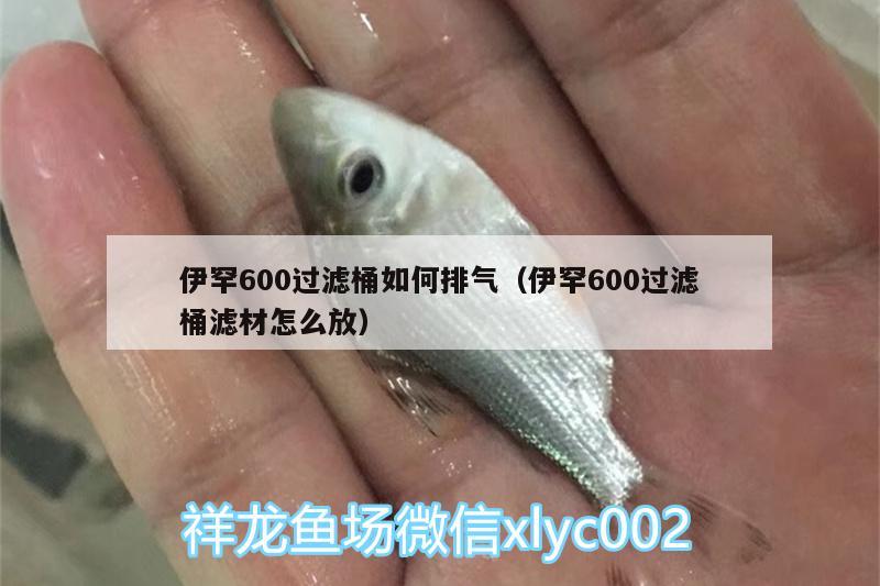 伊罕600過濾桶如何排氣（伊罕600過濾桶濾材怎么放）