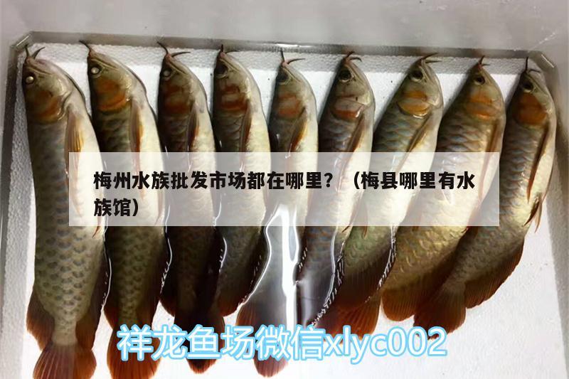 梅州水族批發(fā)市場都在哪里？（梅縣哪里有水族館） 觀賞魚水族批發(fā)市場