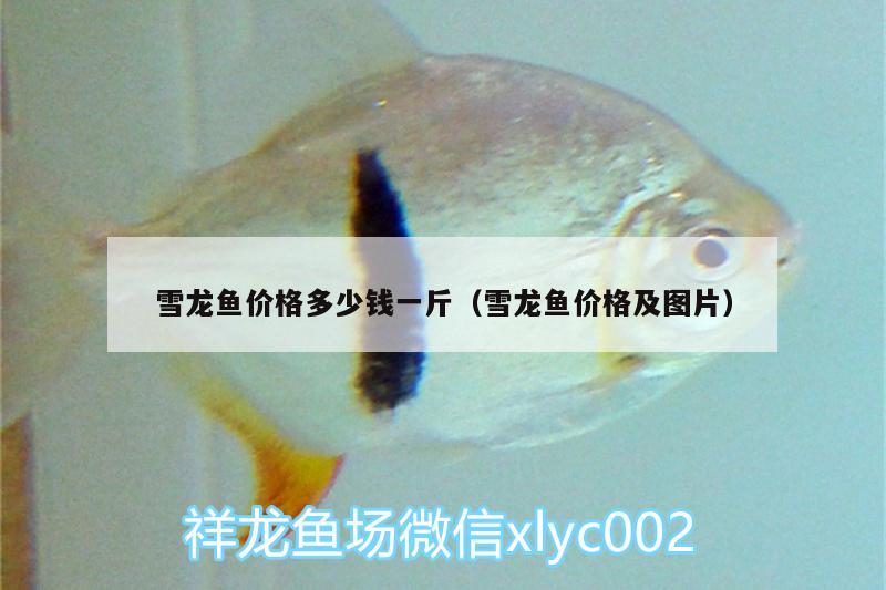 雪龍魚價(jià)格多少錢一斤（雪龍魚價(jià)格及圖片）