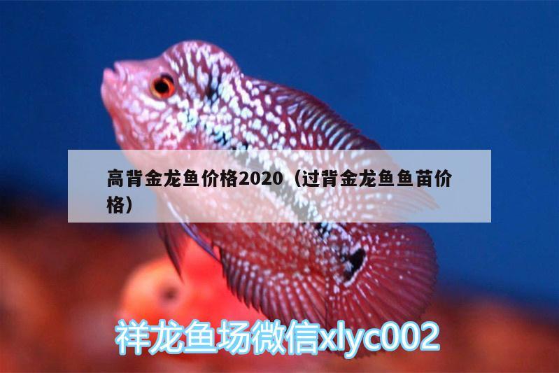 高背金龍魚價格2020（過背金龍魚魚苗價格）