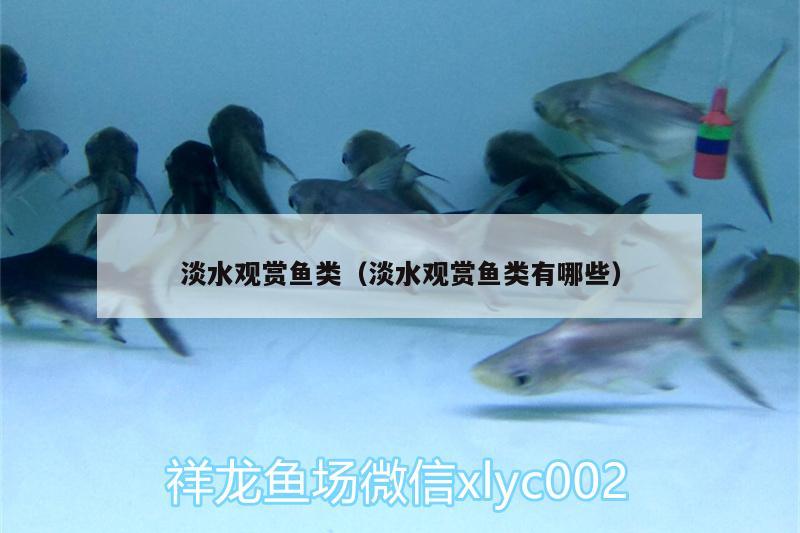 淡水觀賞魚類（淡水觀賞魚類有哪些）