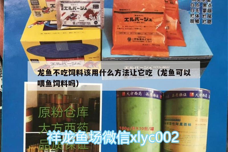 龍魚不吃飼料該用什么方法讓它吃（龍魚可以喂魚飼料嗎） 銀古魚苗