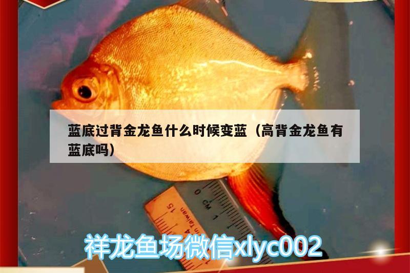 藍(lán)底過(guò)背金龍魚(yú)什么時(shí)候變藍(lán)（高背金龍魚(yú)有藍(lán)底嗎）