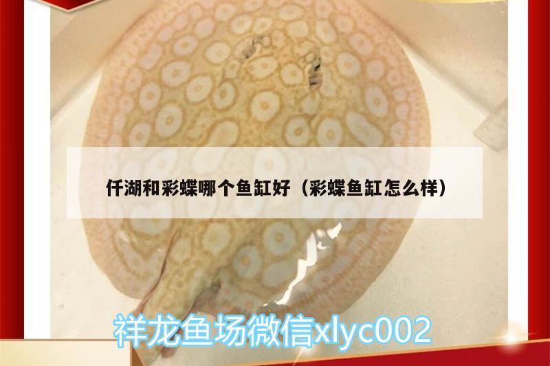 仟湖和彩蝶哪個魚缸好（彩蝶魚缸怎么樣）