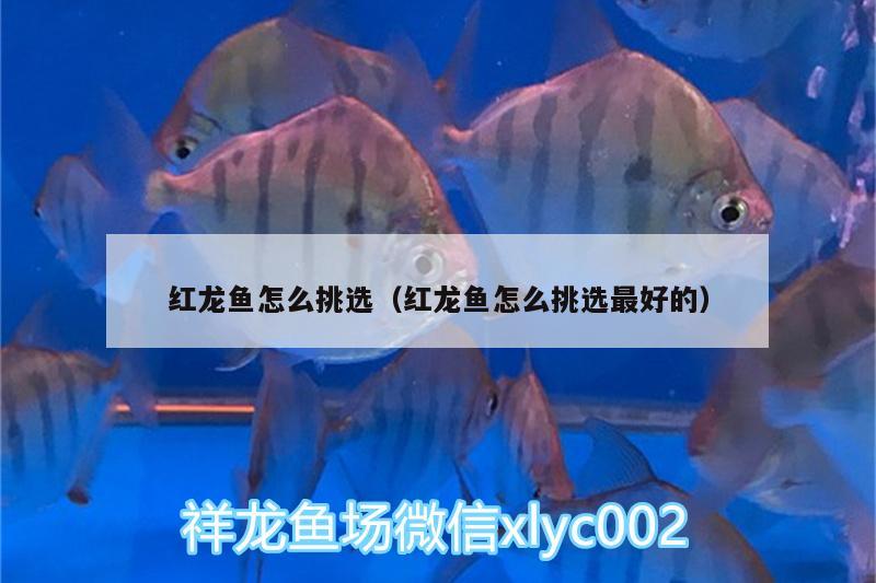 紅龍魚(yú)怎么挑選（紅龍魚(yú)怎么挑選最好的）